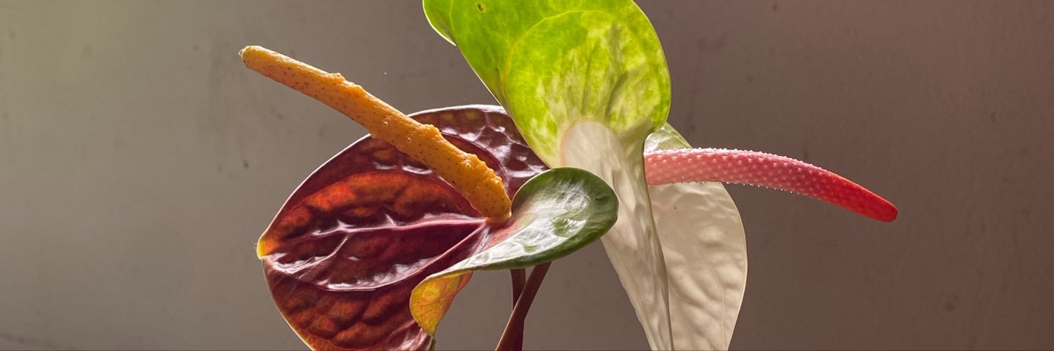 visualamaya's profile banner image
