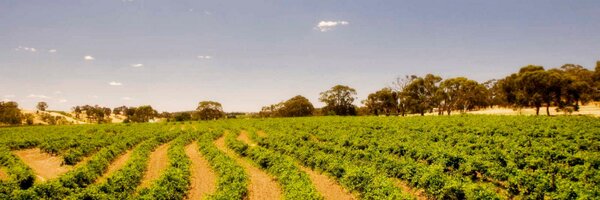 Jimbarrywines Profile Banner