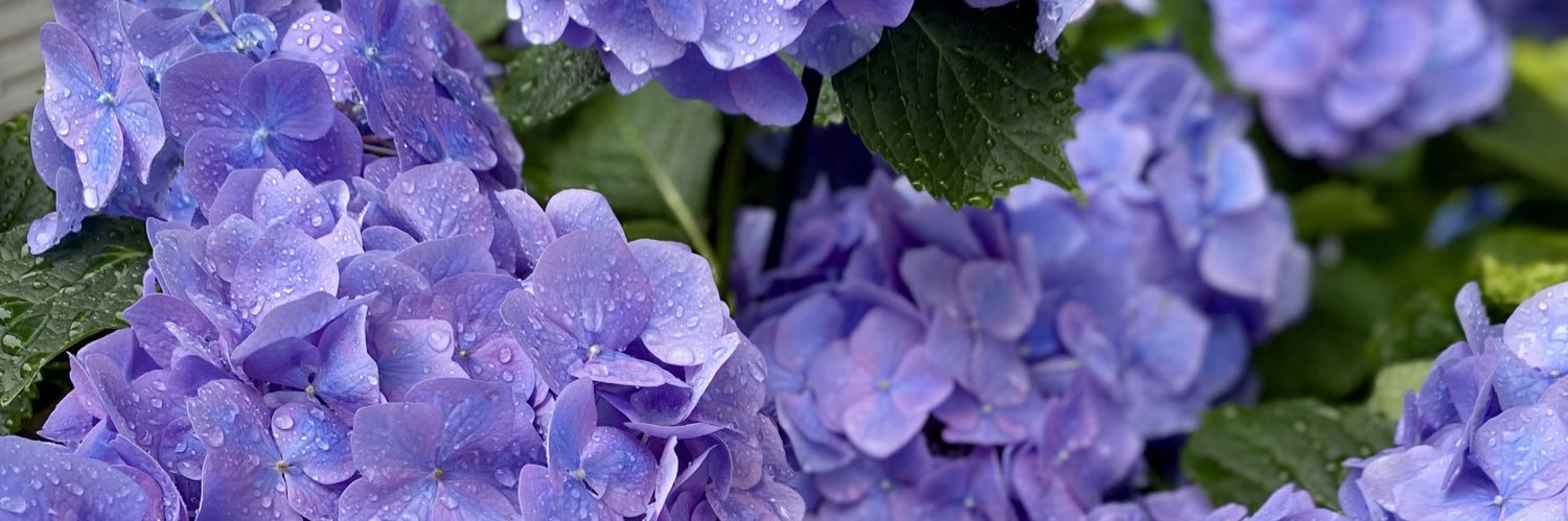 Alexandra Allen banner