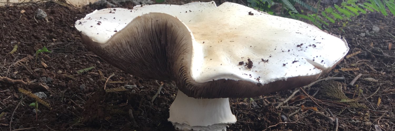 PantsDownNow's profile banner image