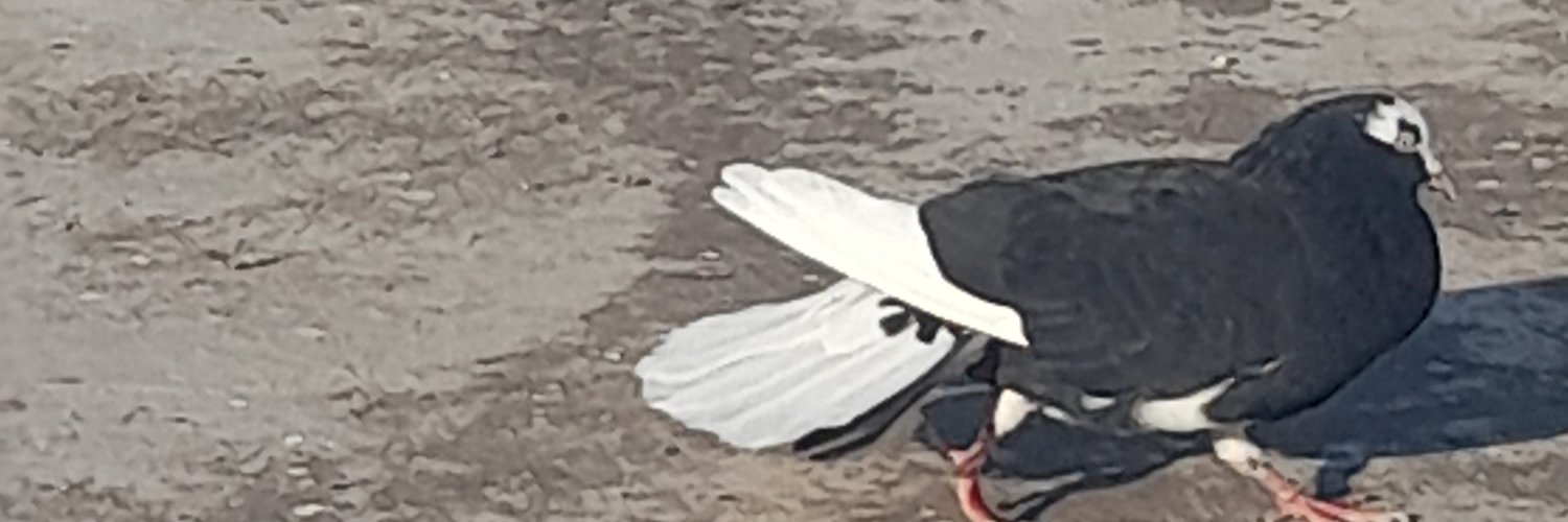 Ozan Soyvar banner