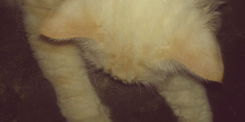CHwilsa's profile banner image