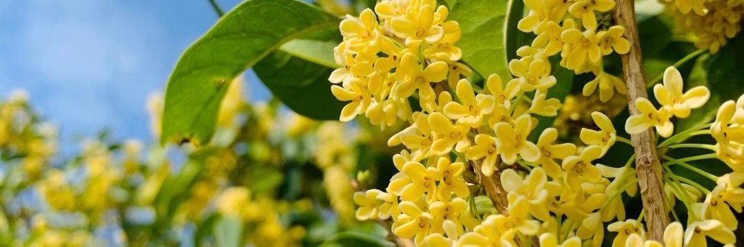 田归农大战牛魔王 banner