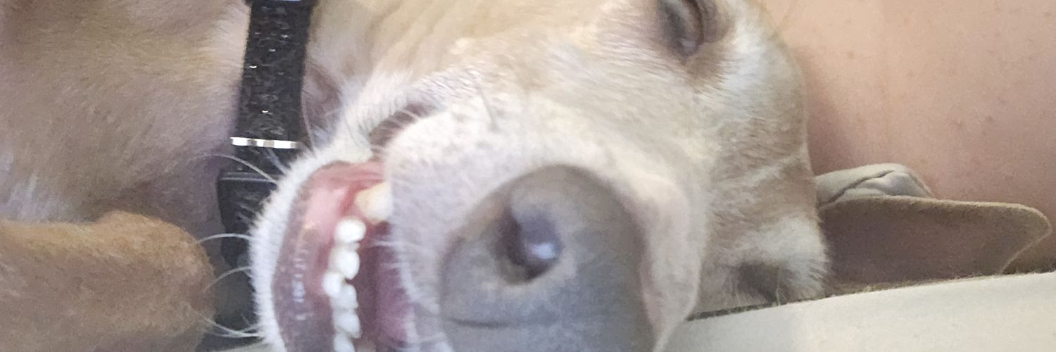 superalexddog's profile banner image