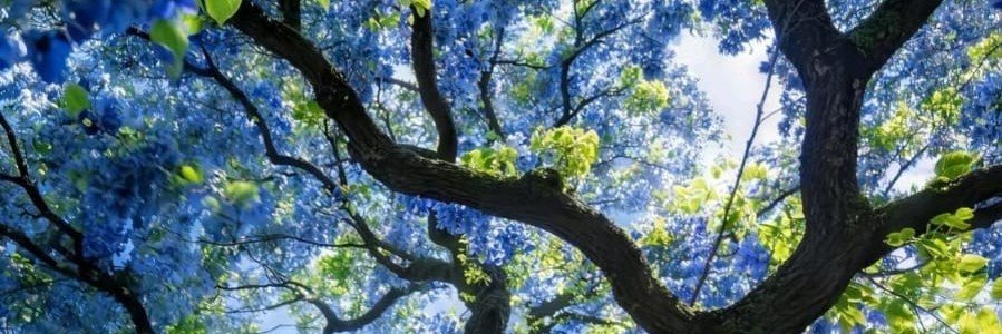 SamadhiMD1's profile banner image
