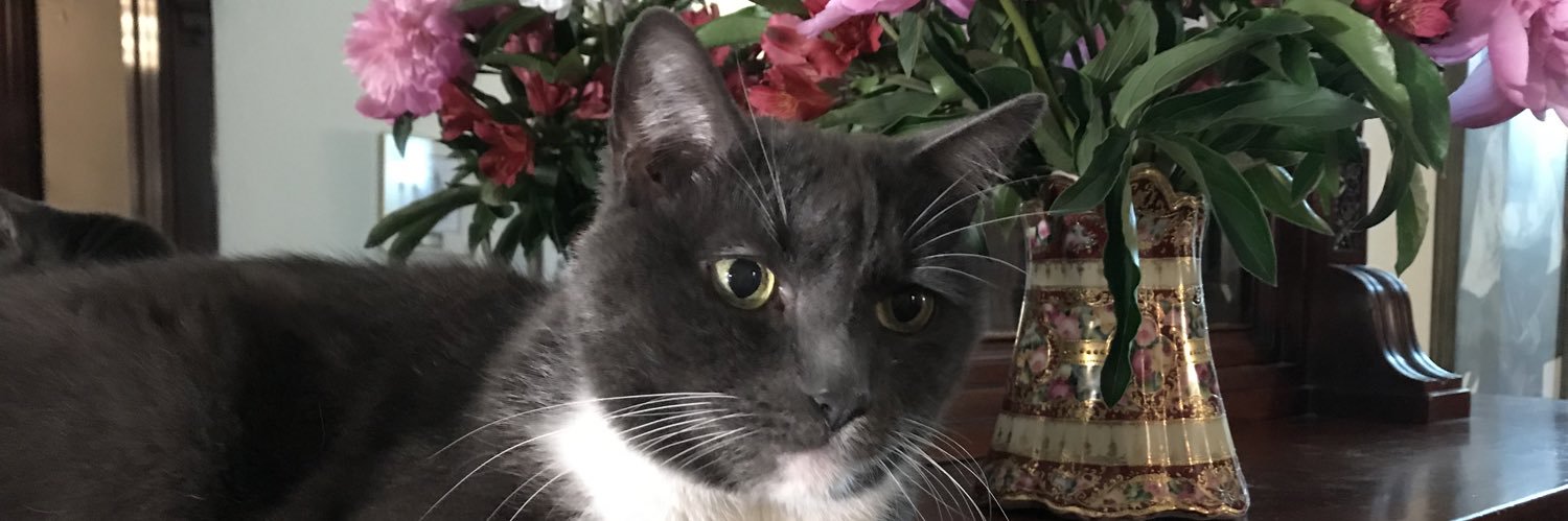 PetDecisions's profile banner image