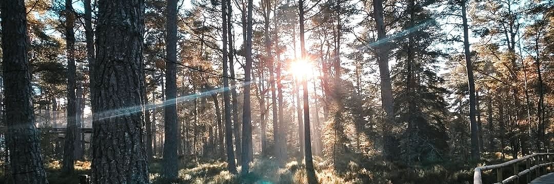 kirsti || wee koopy 🌸 banner