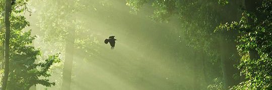 dedebenung's profile banner image