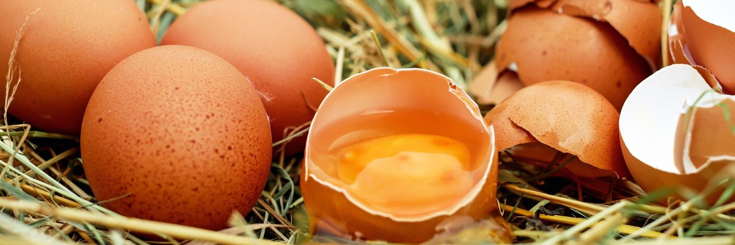 LifeEggshellence banner