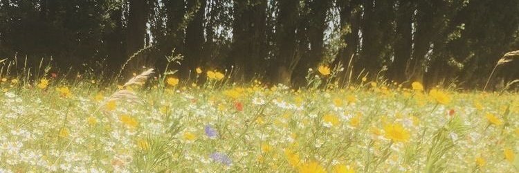 beth's banner
