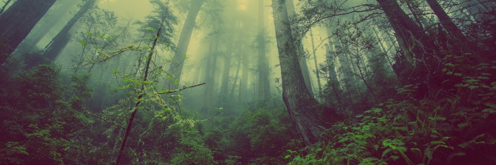 Vass 🌿 banner