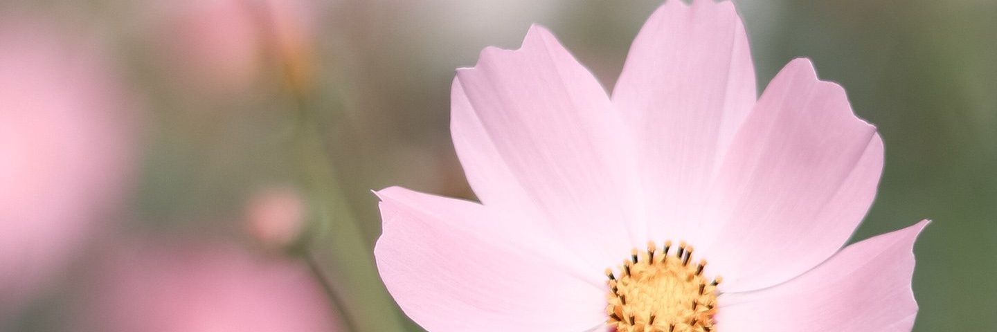 ArlezcaC's profile banner image