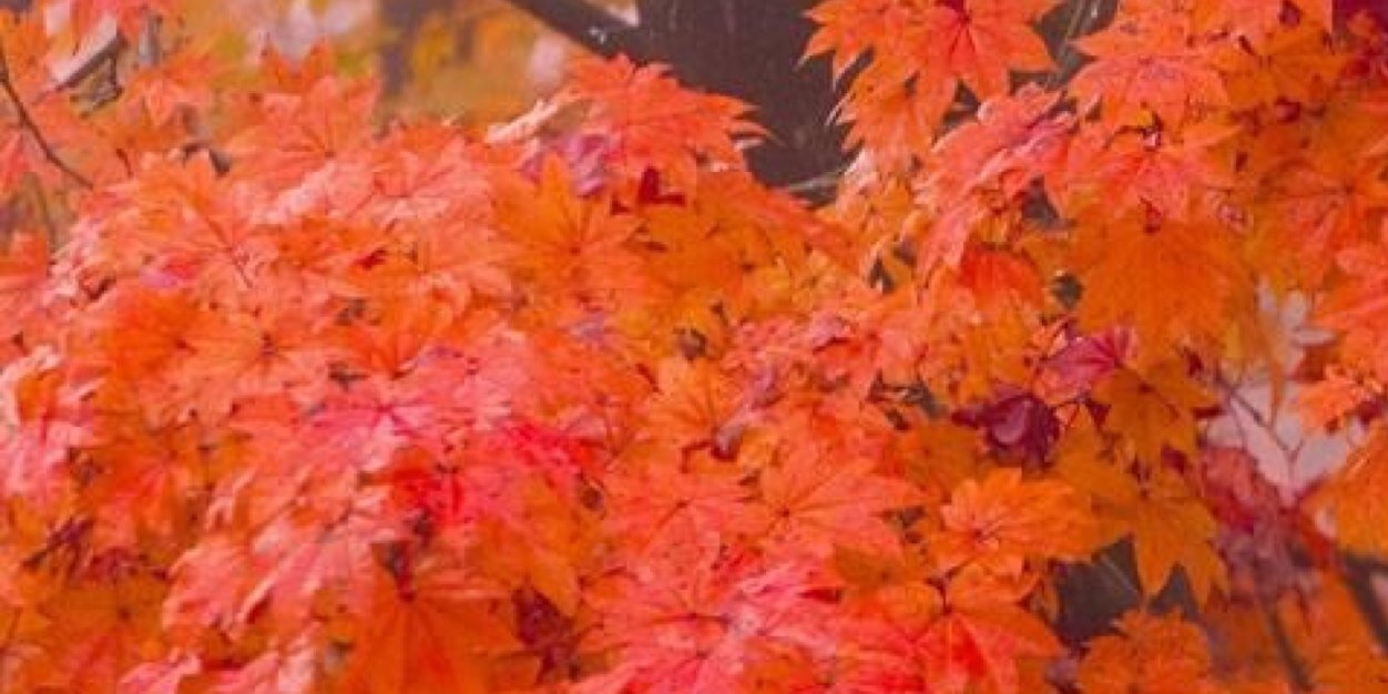 LucileMary's profile banner image