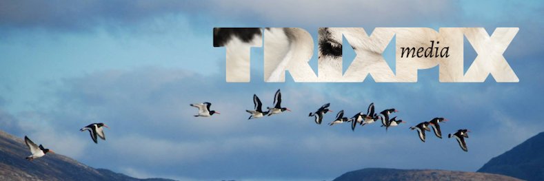 trixpixmedia's profile banner image