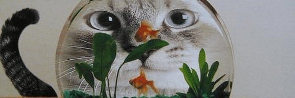SauryGuild Profile Banner