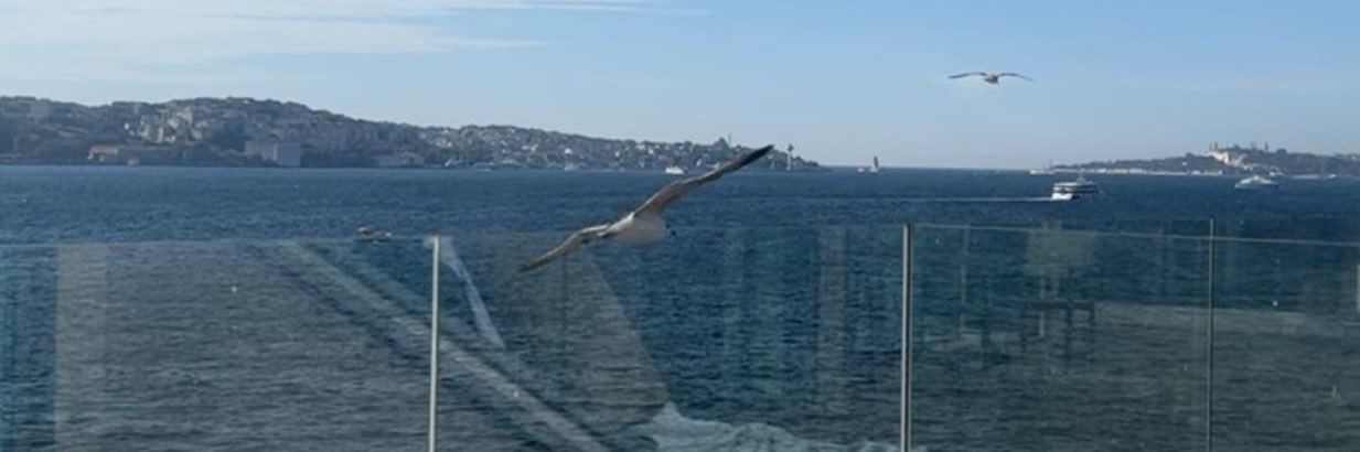 alkhaldi_w's profile banner image