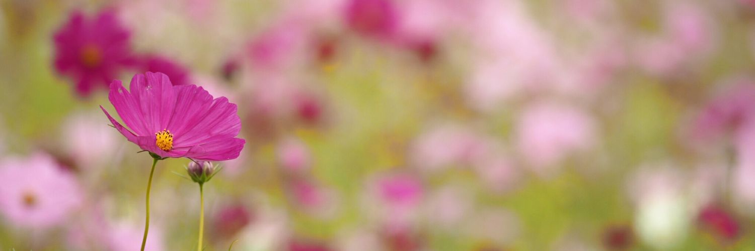 moccyang's profile banner image
