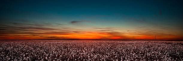 Troy Bassett 🌵🦅🦅 banner