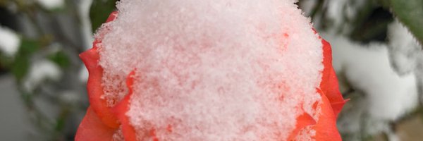 AnnMorganInMD Profile Banner