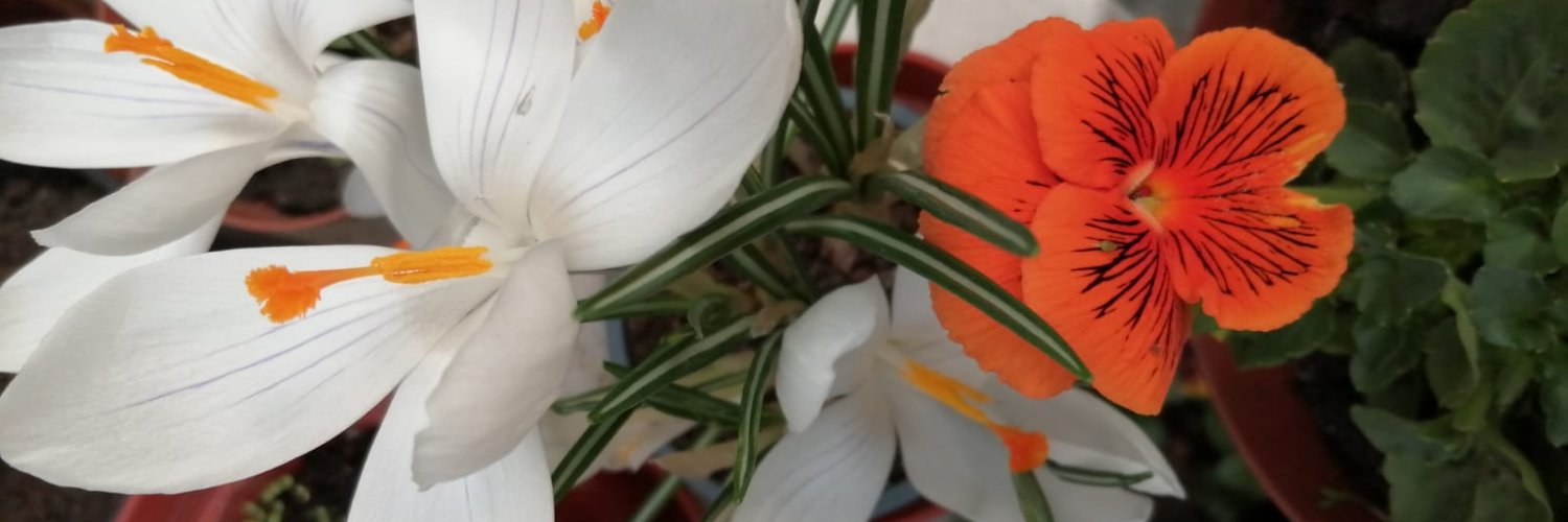 ACStefanescu's profile banner image