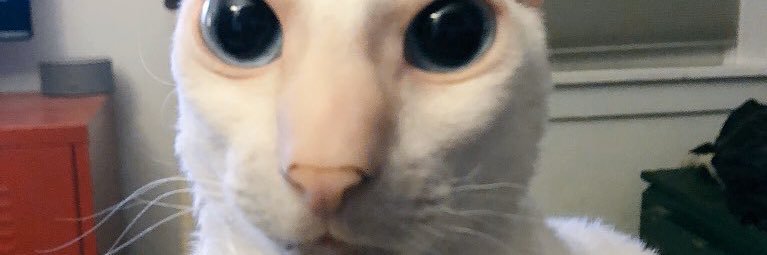 Dr.Meowface 🌈😸 (they/them/theirs) banner