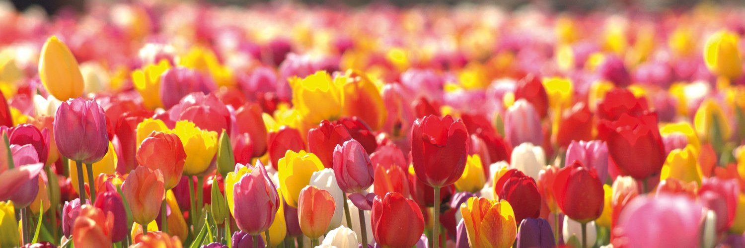 Tulpenroute Flevoland 🌷 banner