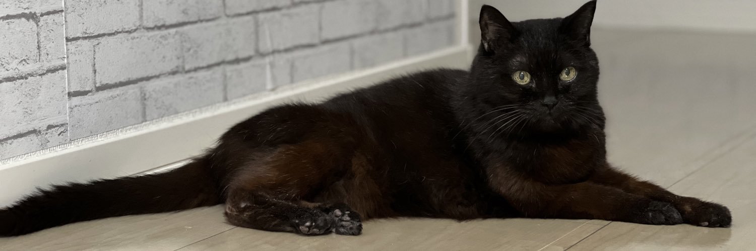 ♡moco𓃠*⑅🐾猫は強く優しく偉大🐾 banner