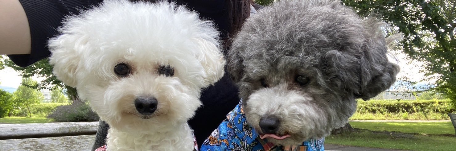 🦈🐻もなかのささみ🐘🐶 banner