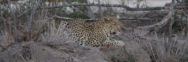 PedroBeja12 Profile Banner