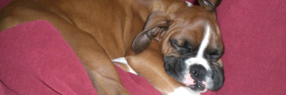 Riemenschneider’s Horse banner