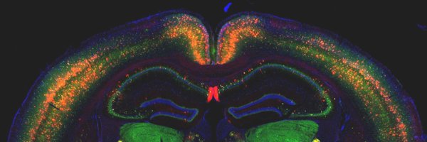 CUNYNeuro Profile Banner