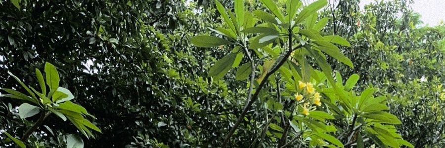 fiandta's profile banner image