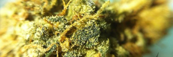 dirtyweedcom Profile Banner