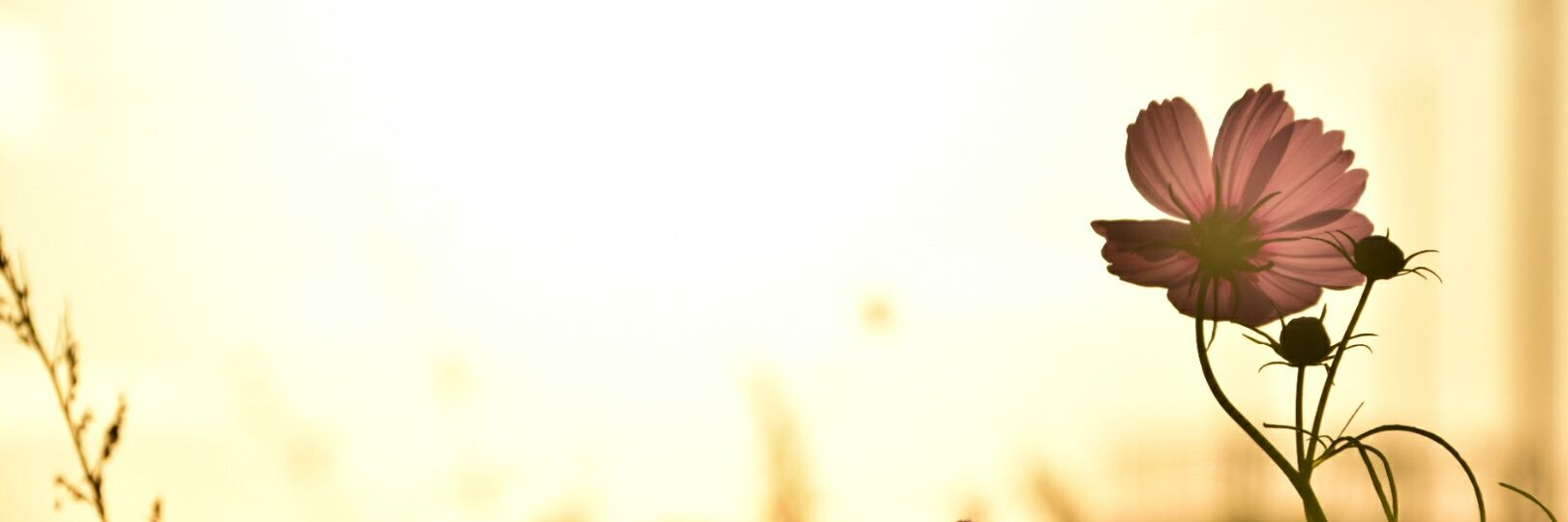 7_mumu's profile banner image