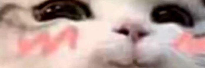 PP. banner