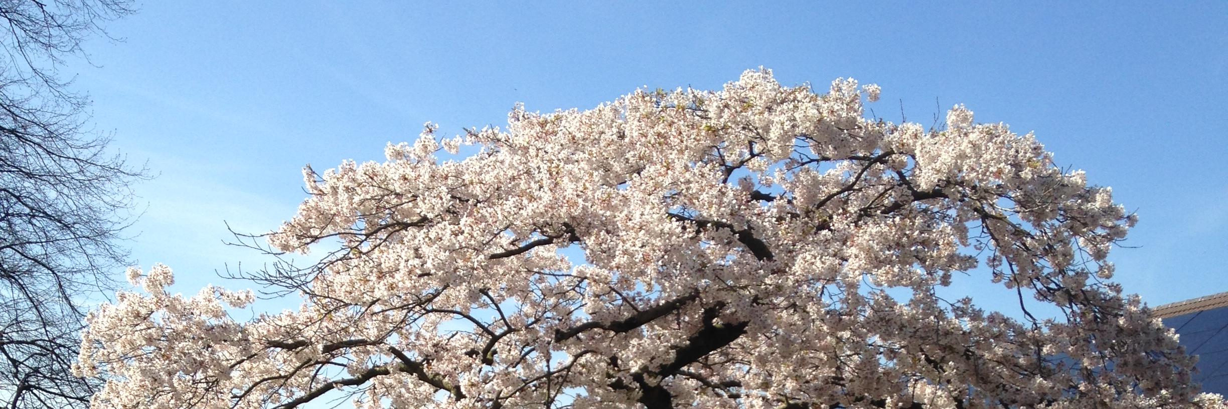 torb🚡🏳️‍🌈🏳️‍⚧️ on 🟦🌌 banner