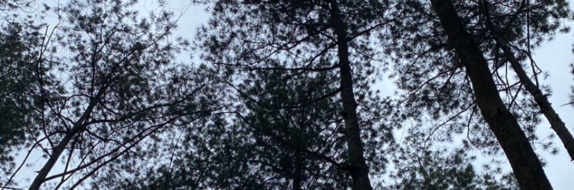 mellcurly's profile banner image