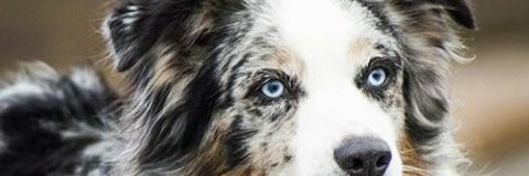 Jennifer Amber-Weston (Jenny) 🐶🕯️🌹🏐 banner