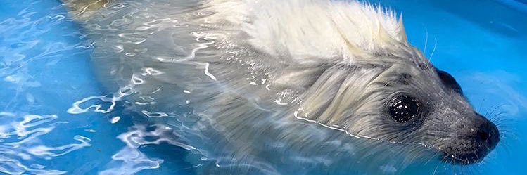 Bunnowo's profile banner image