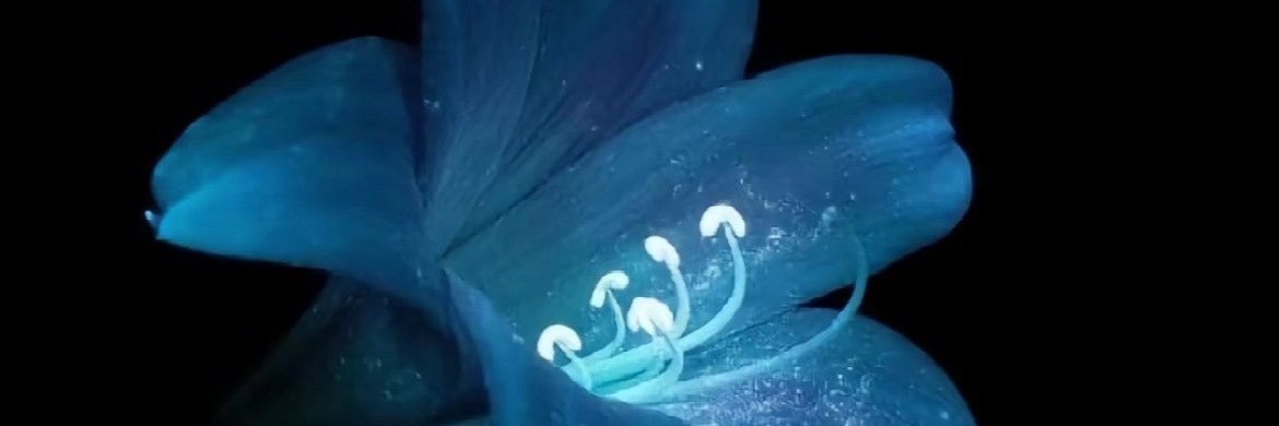 ✞︎𝔖𝔬𝔲𝔩✞︎ banner