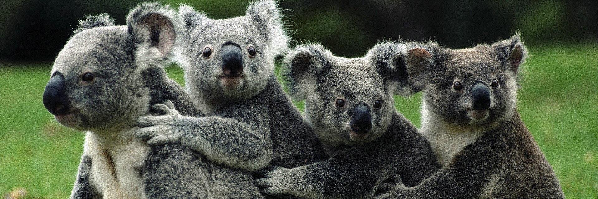KOALA CAPITAL SICAV banner