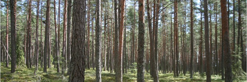 Petter Forslund banner