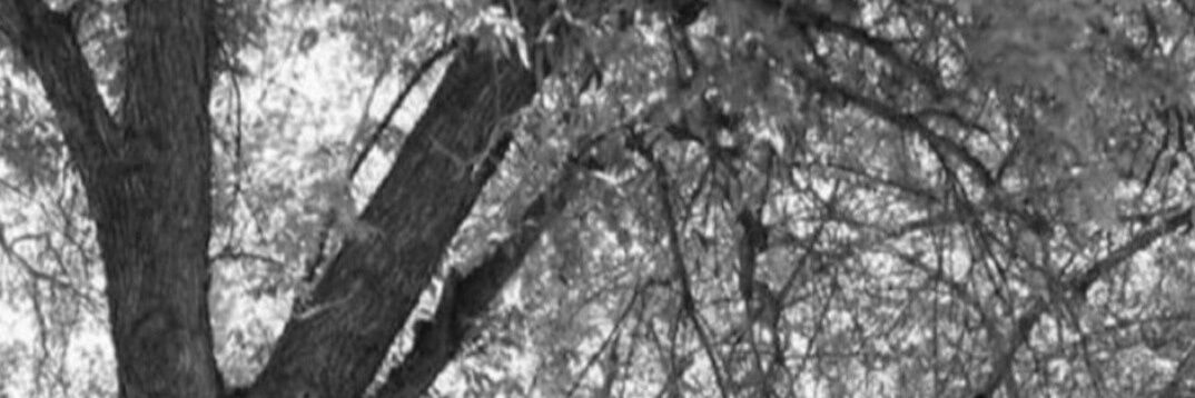 PizzaCrust banner