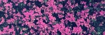 AmberChoudhury's profile banner image