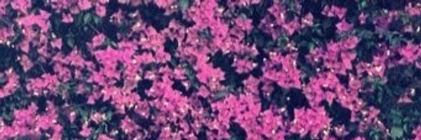 AmberChoudhury Profile Banner