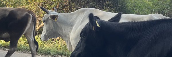 reginayung13 Profile Banner