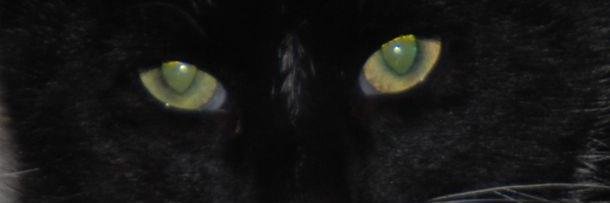 BohemianAngel1's profile banner image