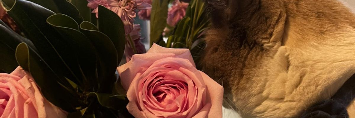Reina MP3 🇻🇪🇲🇽🇺🇦 banner