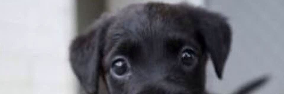 pupsforevers's profile banner image