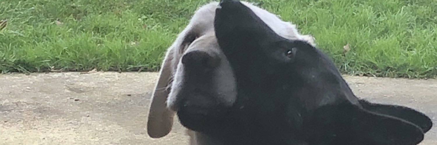 leagdy's profile banner image